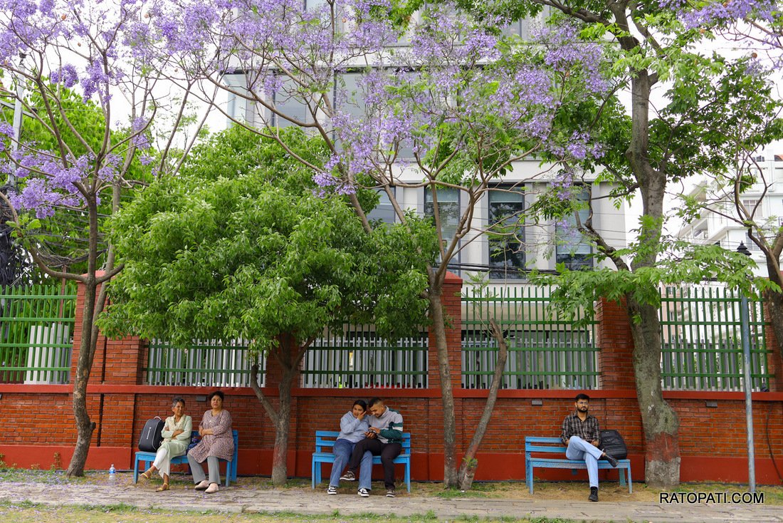 jacaranda (5)
