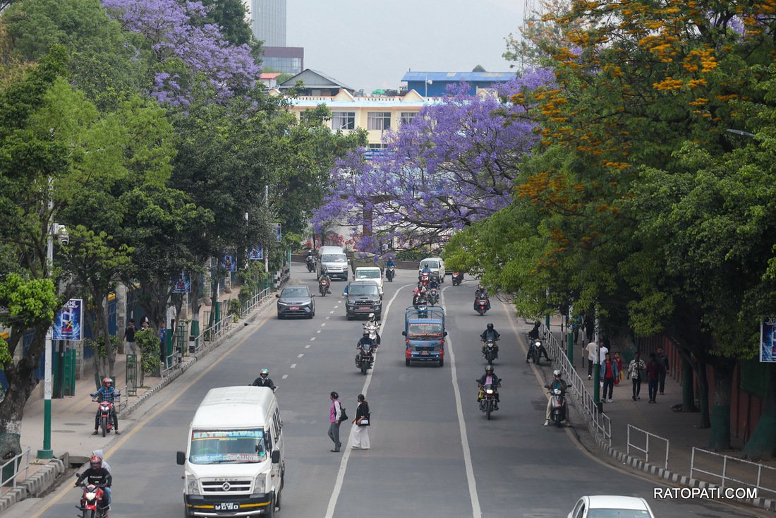 jacaranda (6)