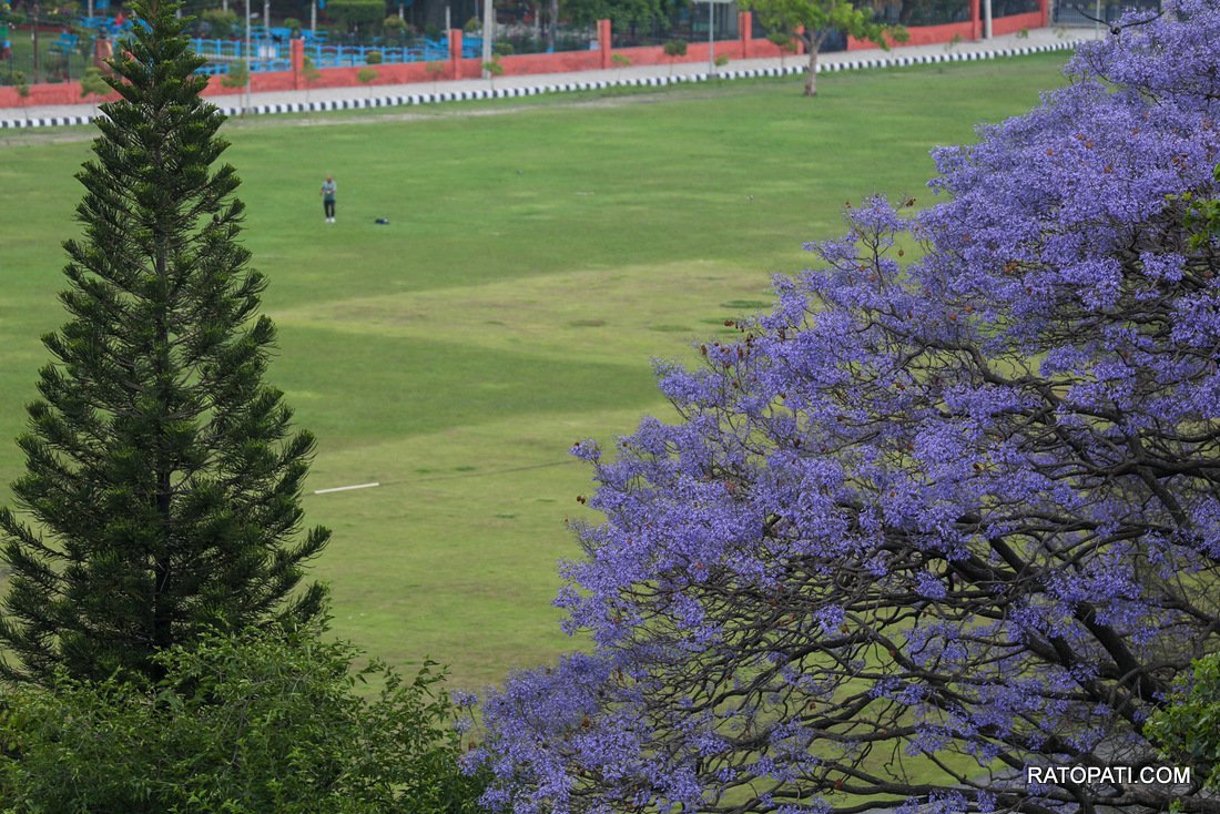 jacaranda (7)