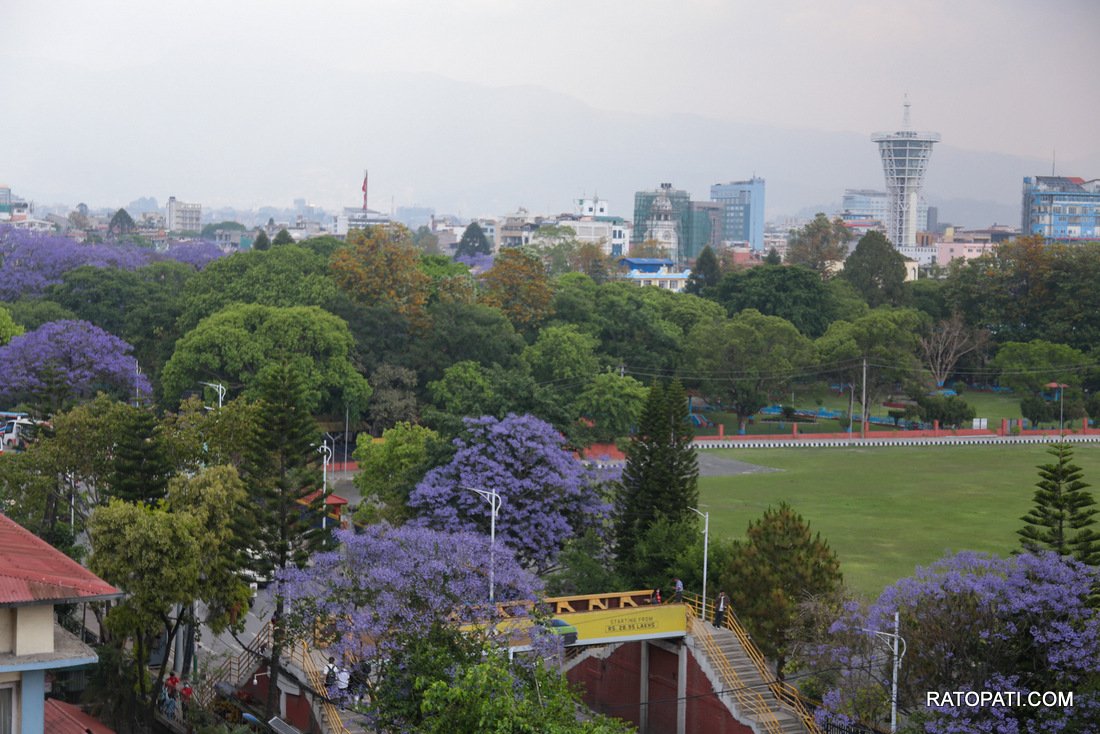 jacaranda (8)