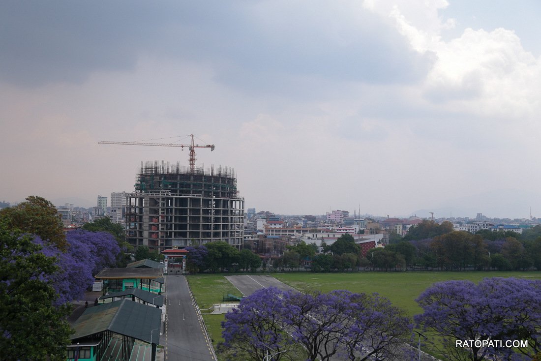 jacaranda (9)