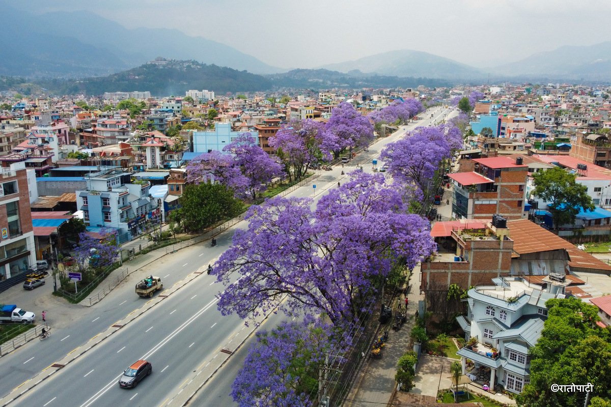 Jacaranda Blossom.-214