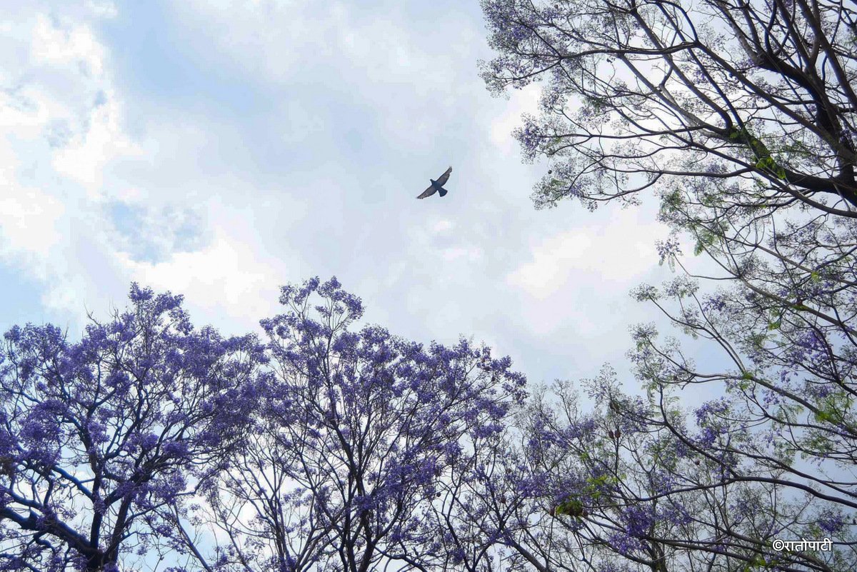 Jacaranda Blossom.-215