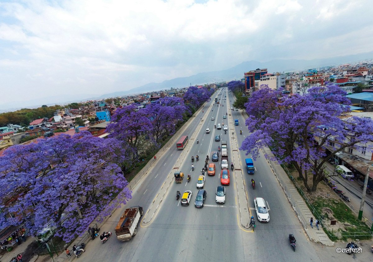 Jacaranda Blossom.-216