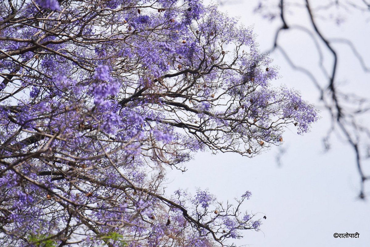 Jacaranda Blossom.-217