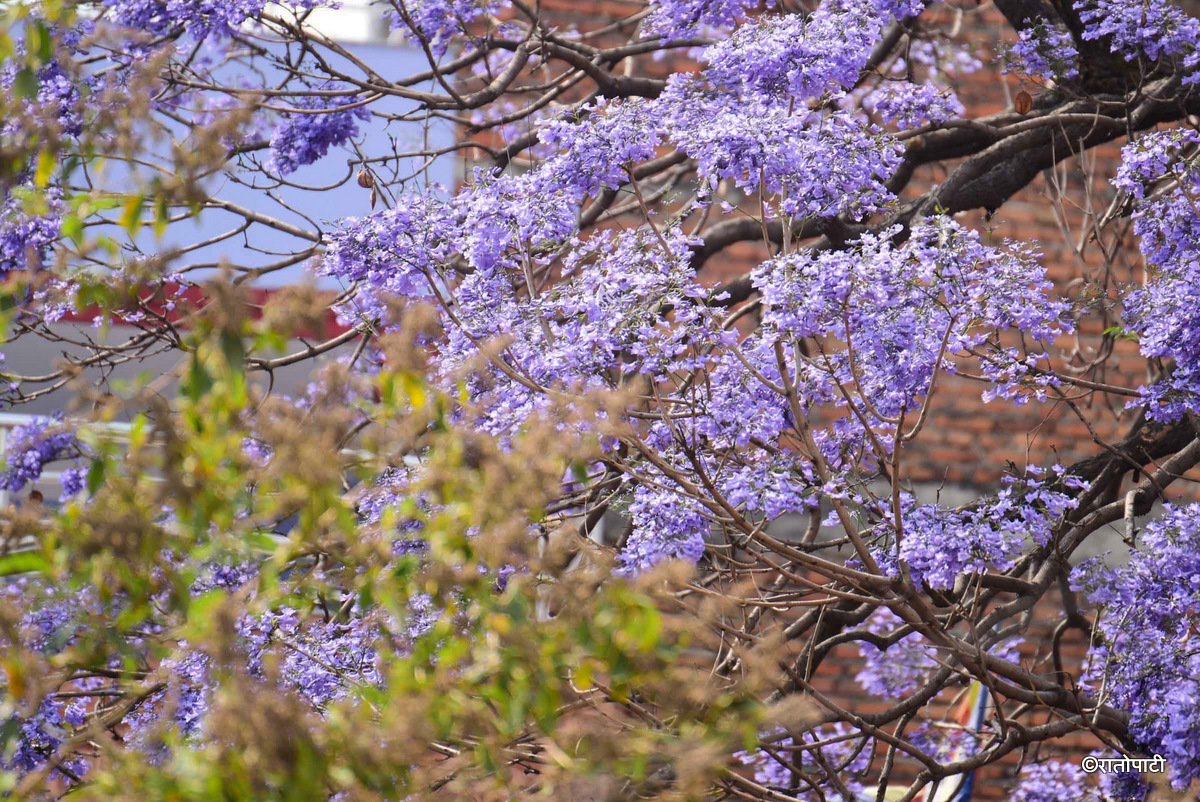 Jacaranda Blossom.-218