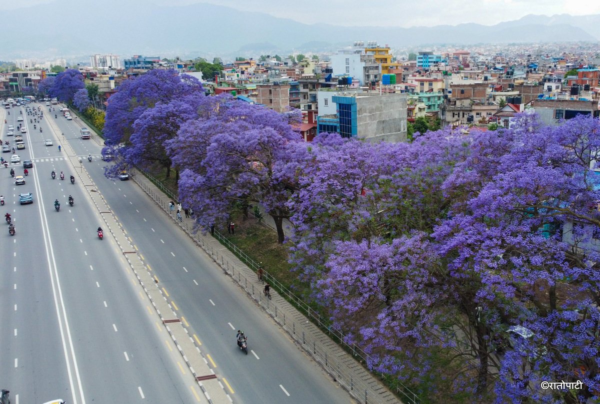 Jacaranda Blossom.-219