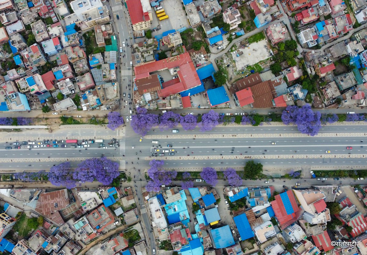 Jacaranda Blossom.-220