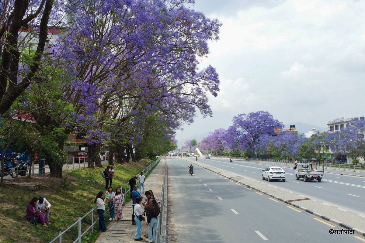 Jacaranda Blossom.-221