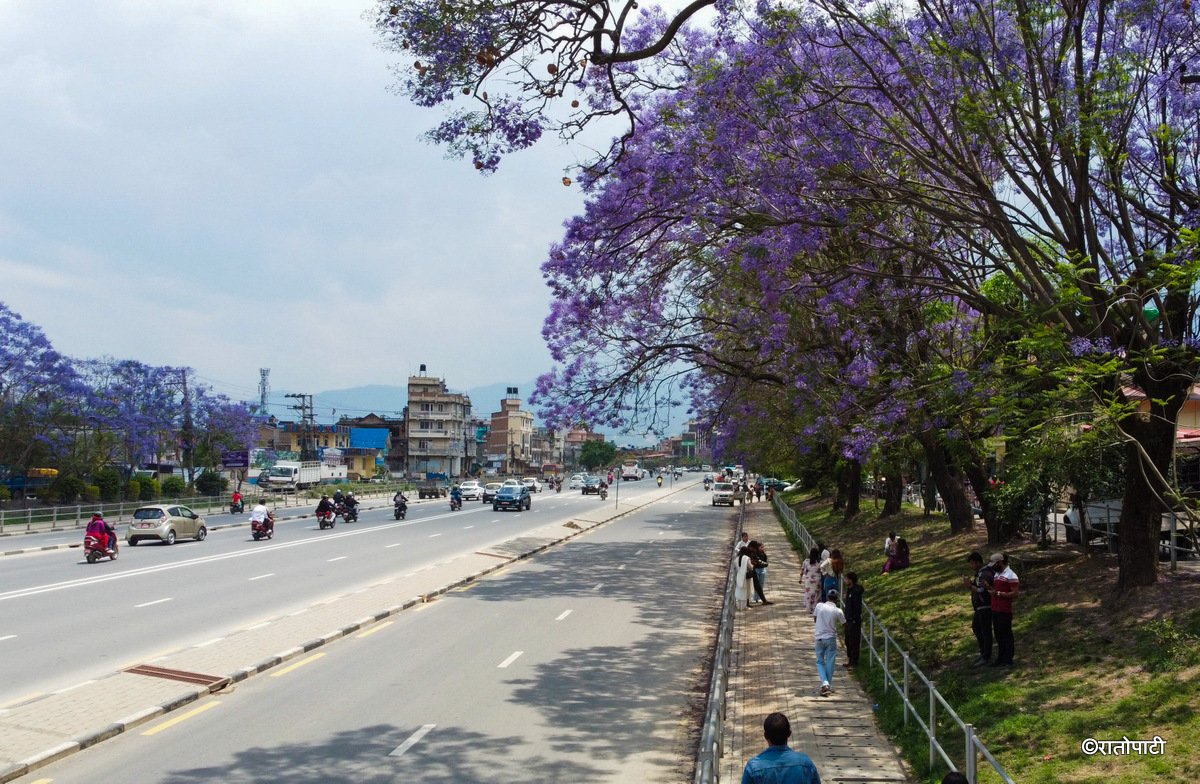 Jacaranda Blossom.-222