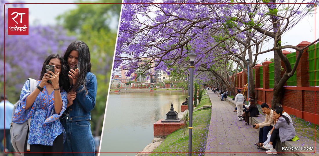 Kathmandu Valley Dressed in Purple as Jacaranda Flowers Bloom
