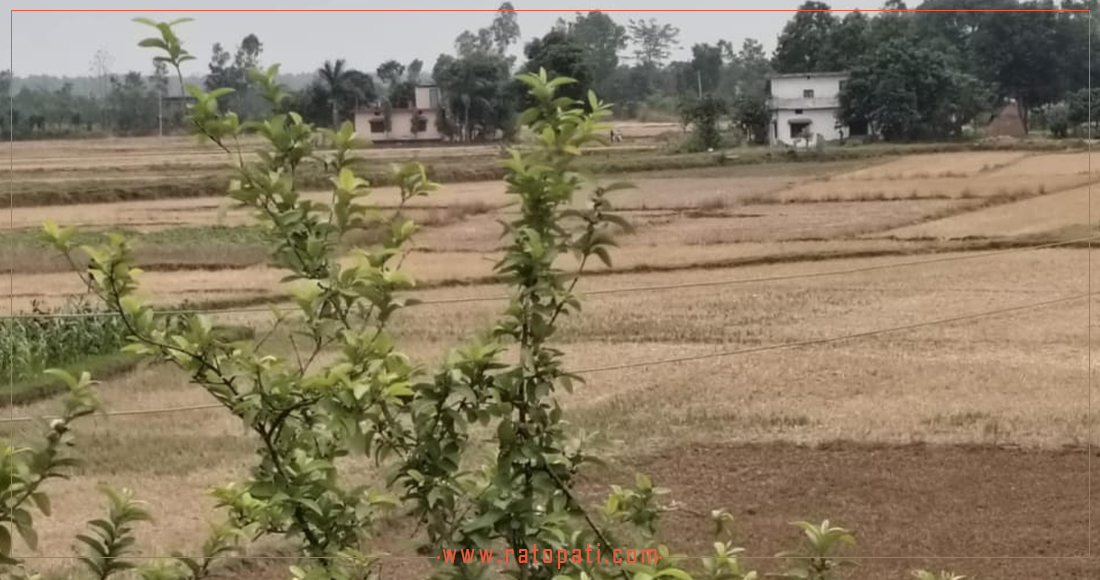 जग्गा एउटाले उपभोग गर्दै, लालपुर्जा अर्कैको नाममा