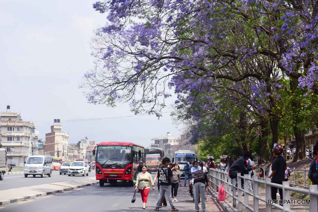 jakaranda (14)