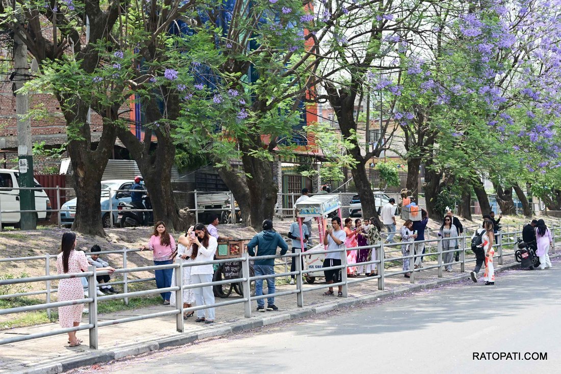 jakaranda (15)