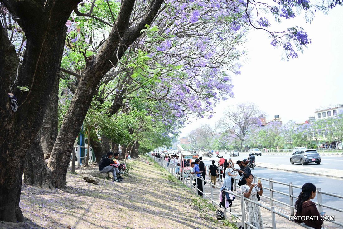 jakaranda (25)