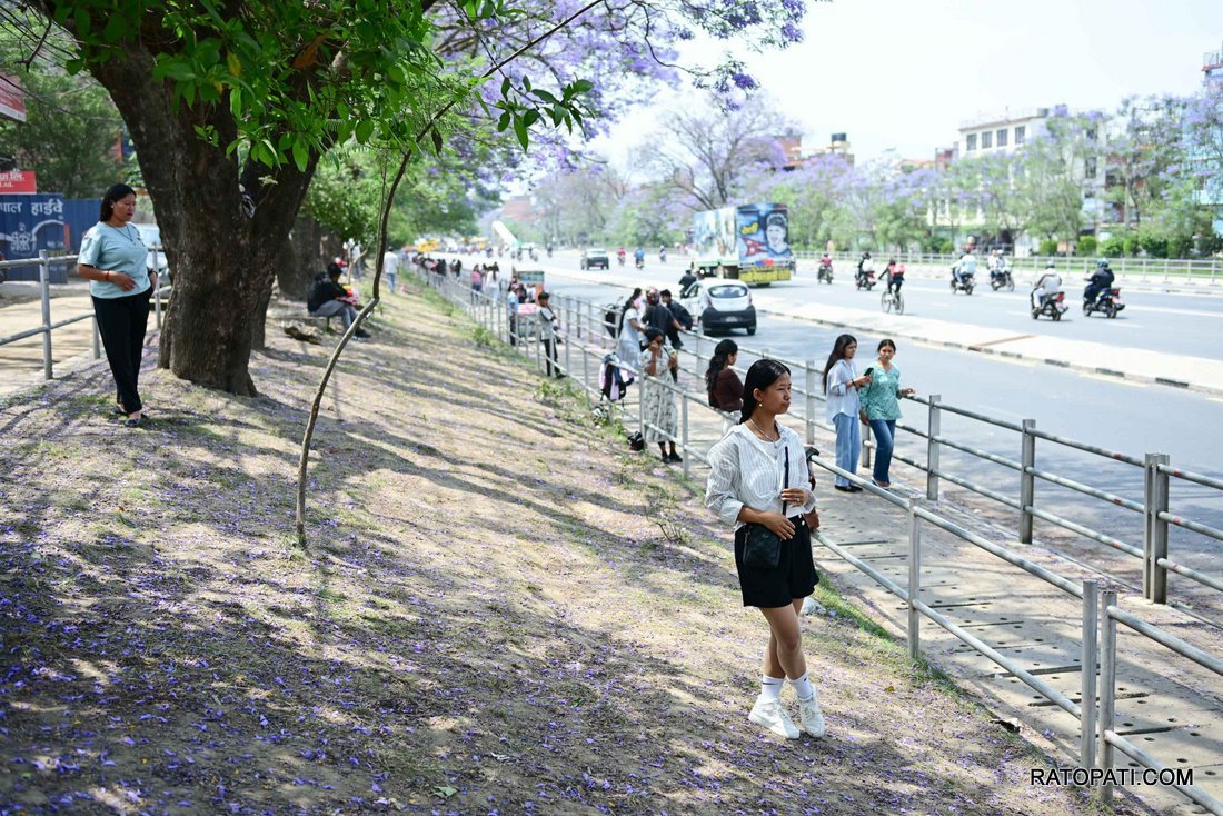 jakaranda (26)