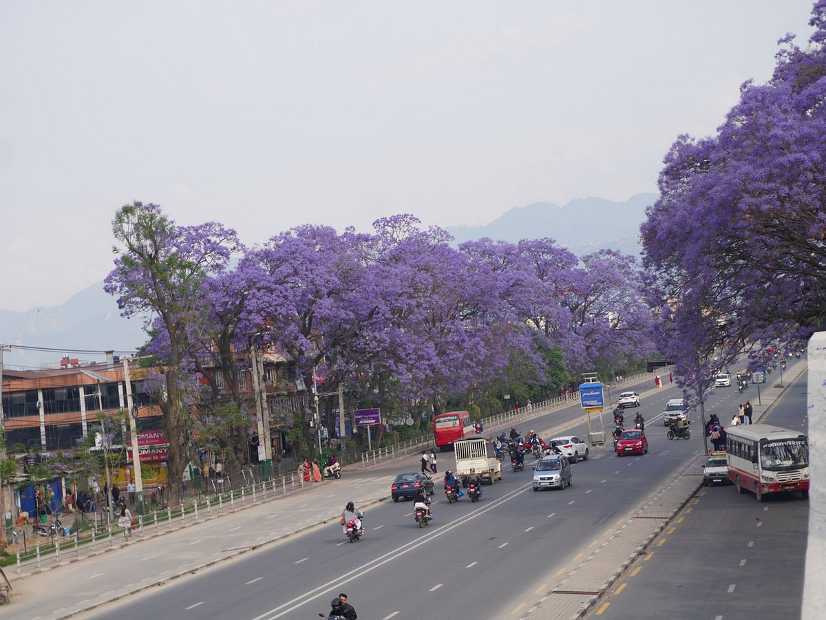 जाकाराण्डा फूलको संरक्षण गर्दै ललितपुर महानगर