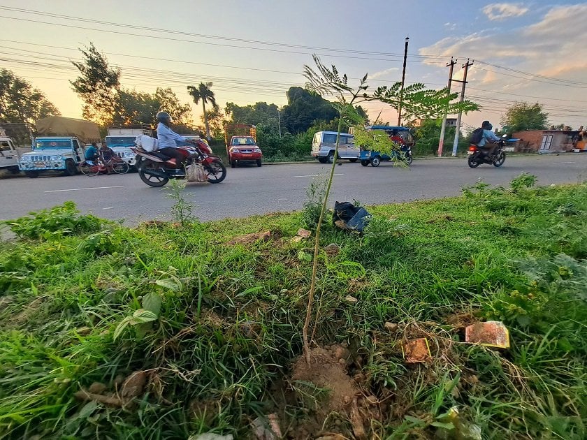 नेपालगञ्जको सडकमा रोपिए जकरान्दाको बिरुवा