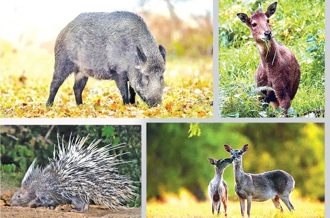 तराईका जन्तु पहाड उक्लनु खतराको घण्टी