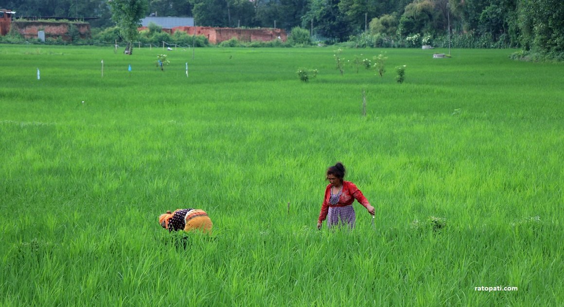 भक्तपुरका किसानलाई धान गोड्ने चटारो (तस्बिरहरू)