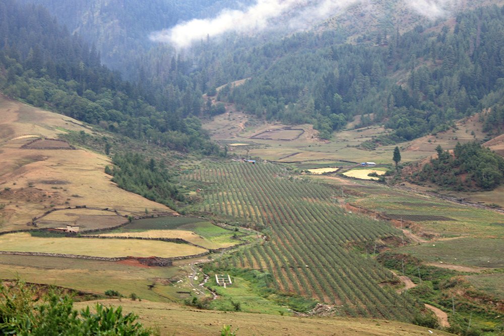 jumla apple