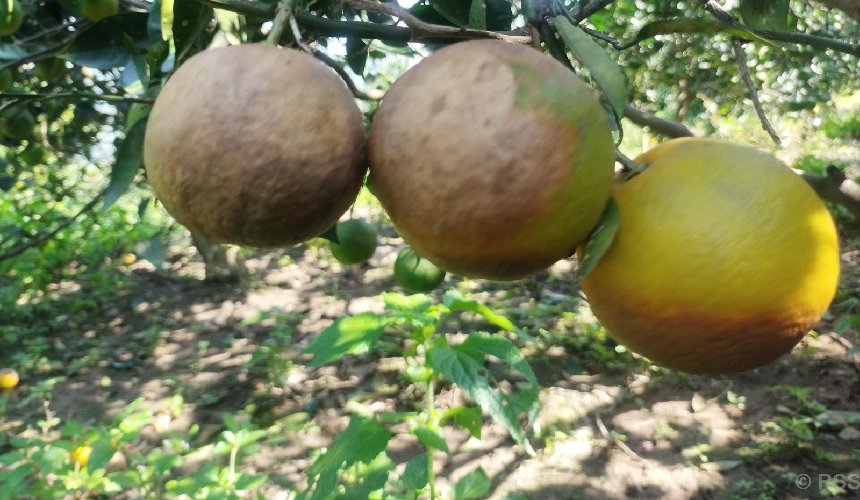   बोटमै जुनार कुहिन थालेपछि कृषक चिन्तित
