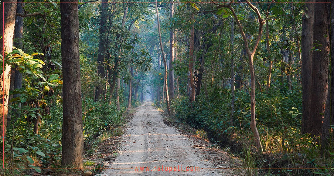 मधेशमा वनजङ्गलका क्षेत्र घट्दै