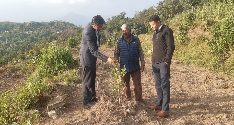 पोखराको बाँझो जग्गामा कागतीखेती