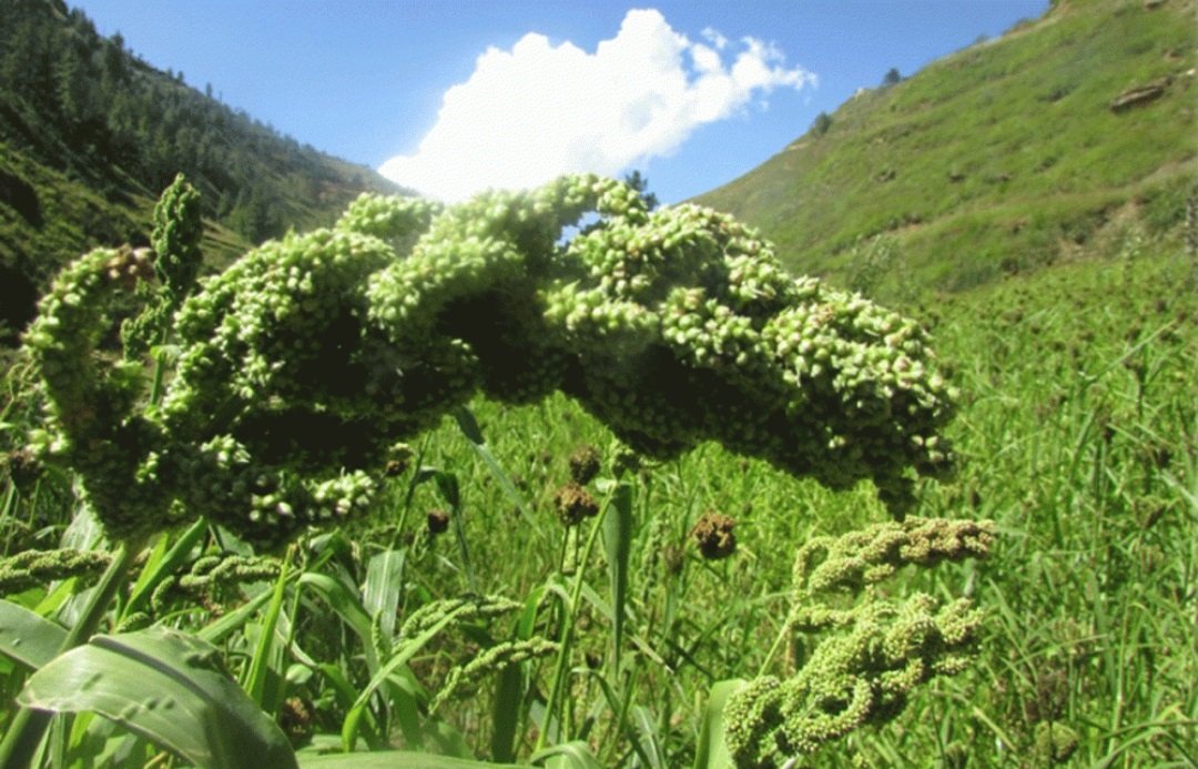 जुम्लामा कागुनोको माग बढ्दो