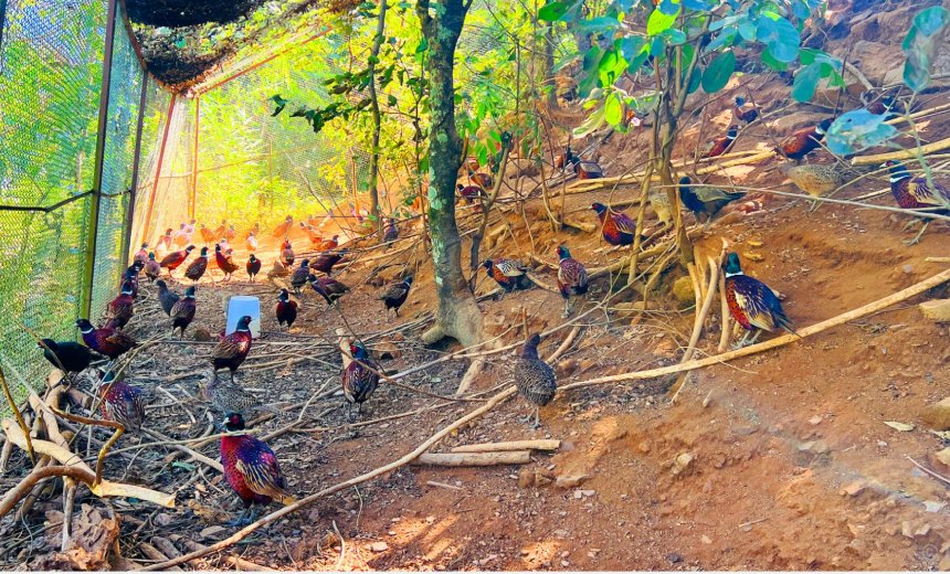   वन कुखुरा पालनमा ५० लाख लगानी