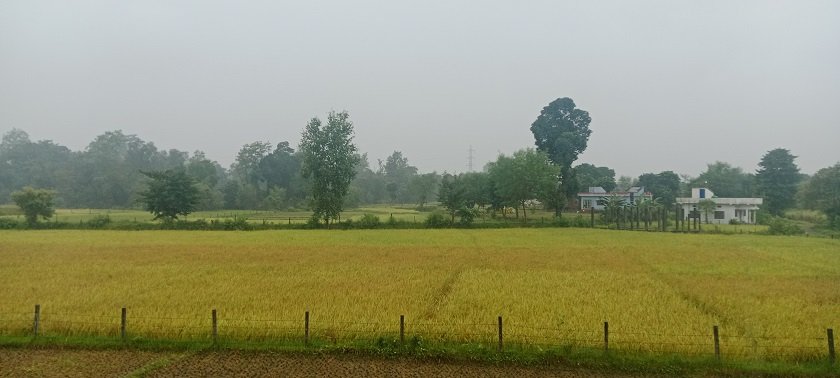 kateko-dhan-2 (2)