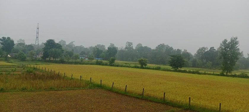 kateko-dhan-2 (6)