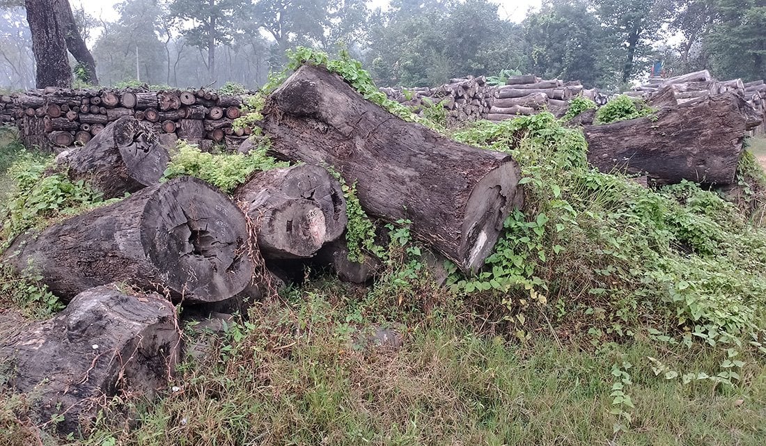 साढे एक लाख क्यूफिट सालको काठ त्यतिकै सड्दै, छैन सदुपयोग