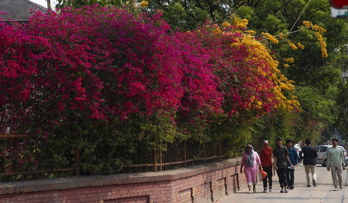 ढकमक्क फूलले मनमोहक बन्यो अलकापुरी नगरी (फोटो फिचर)