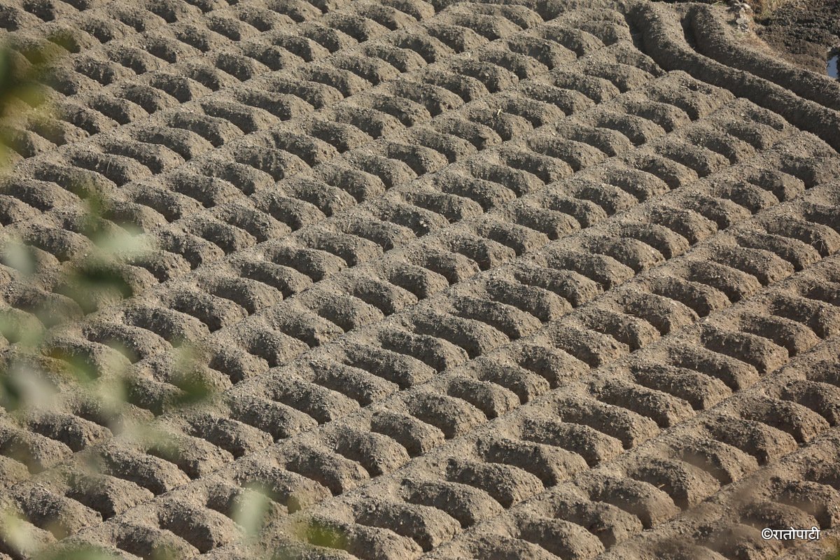 kavre kishan (10)