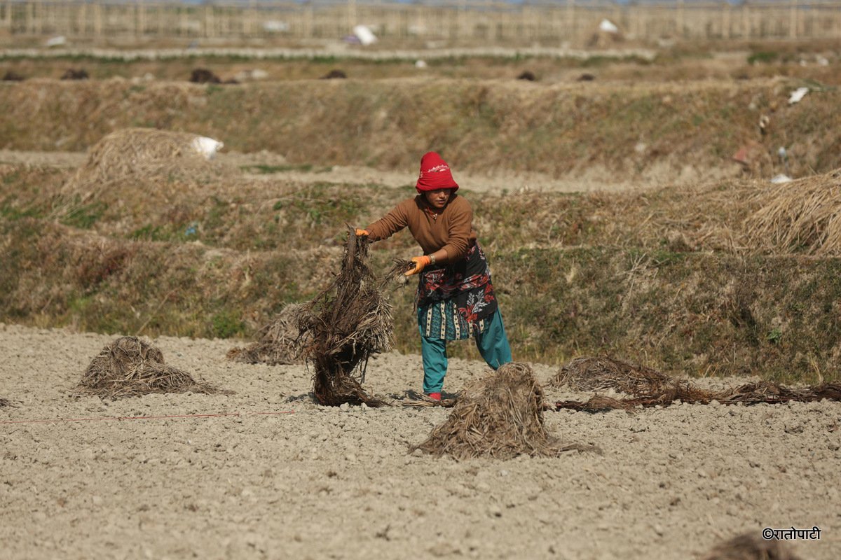 kavre kishan (12)