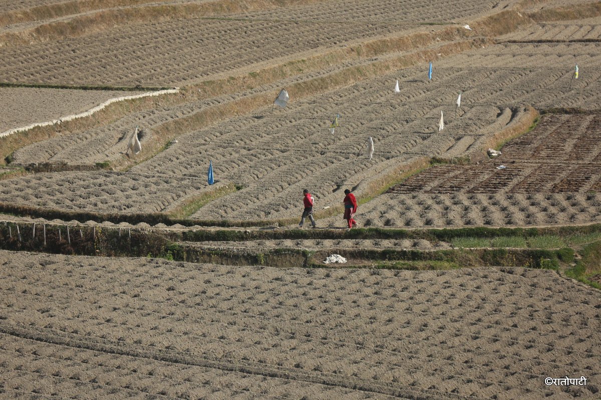 kavre kishan (14)