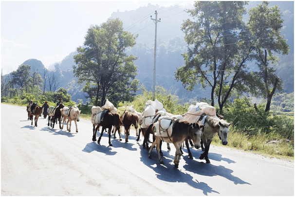 बर्खामा ढुवानी गर्न घोडा-खच्चडकै भर