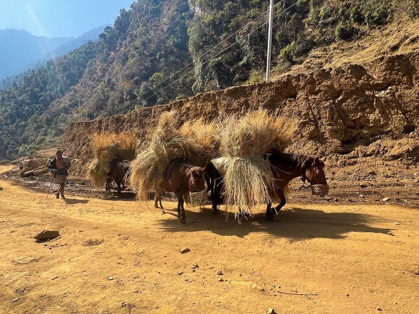 गाउँमा मोटर गुड्न थालेपछि घाँस र मल बोक्छन् खच्चड