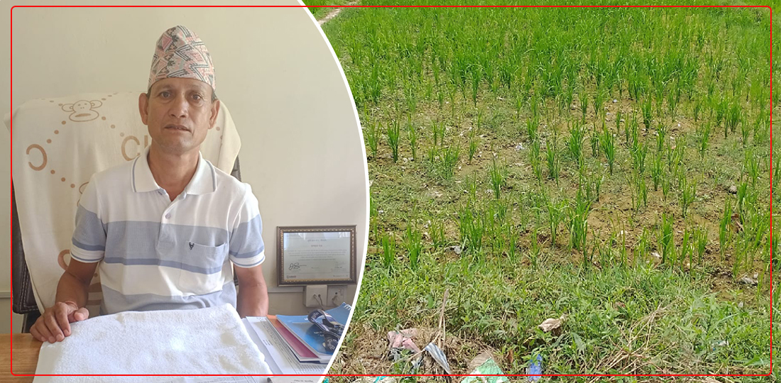   आकाश हेर्दै किसान, खडेरी लम्बिँदा उत्पादन घट्ने चिन्ता