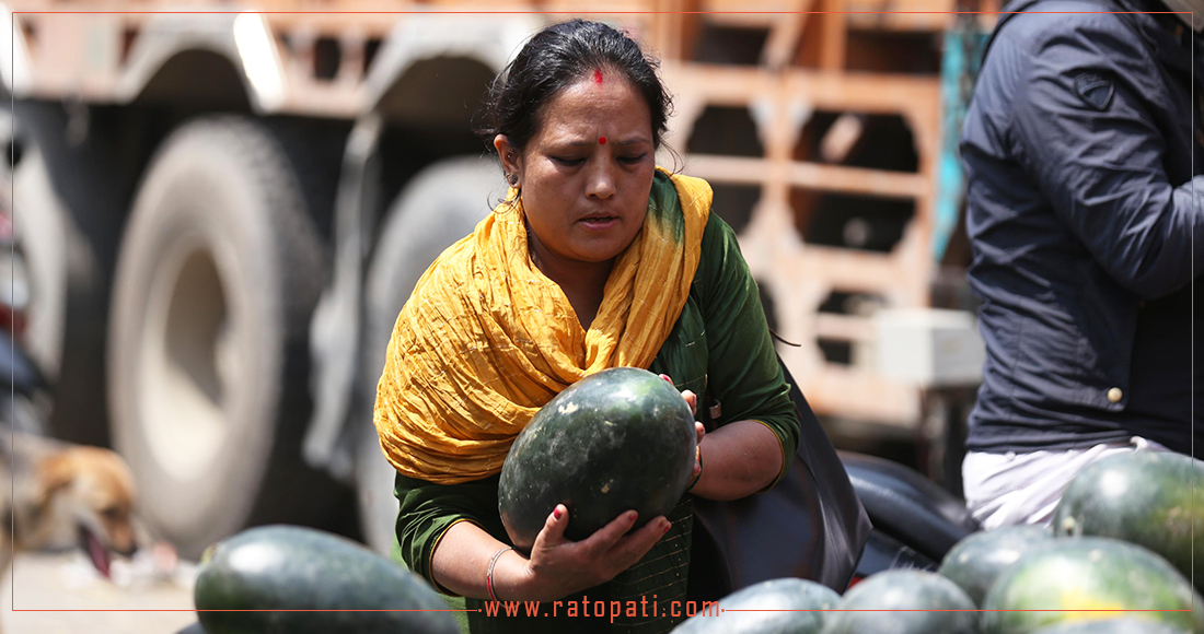 गर्मीको बहार, खर्बुजाको व्यापार (तस्बिरहरू)