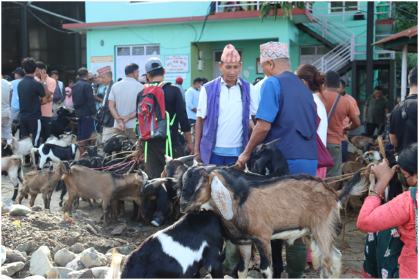 चाडपर्व नजिकिएसँगै कृषिउपज बजारमा चहलपहल बढ्यो