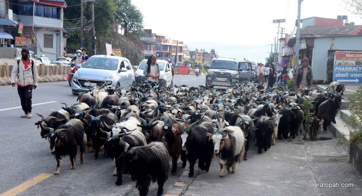 सीमपानीमा च्याङ्ग्रा, घरघरमा दसैँ (तस्बिरहरू)