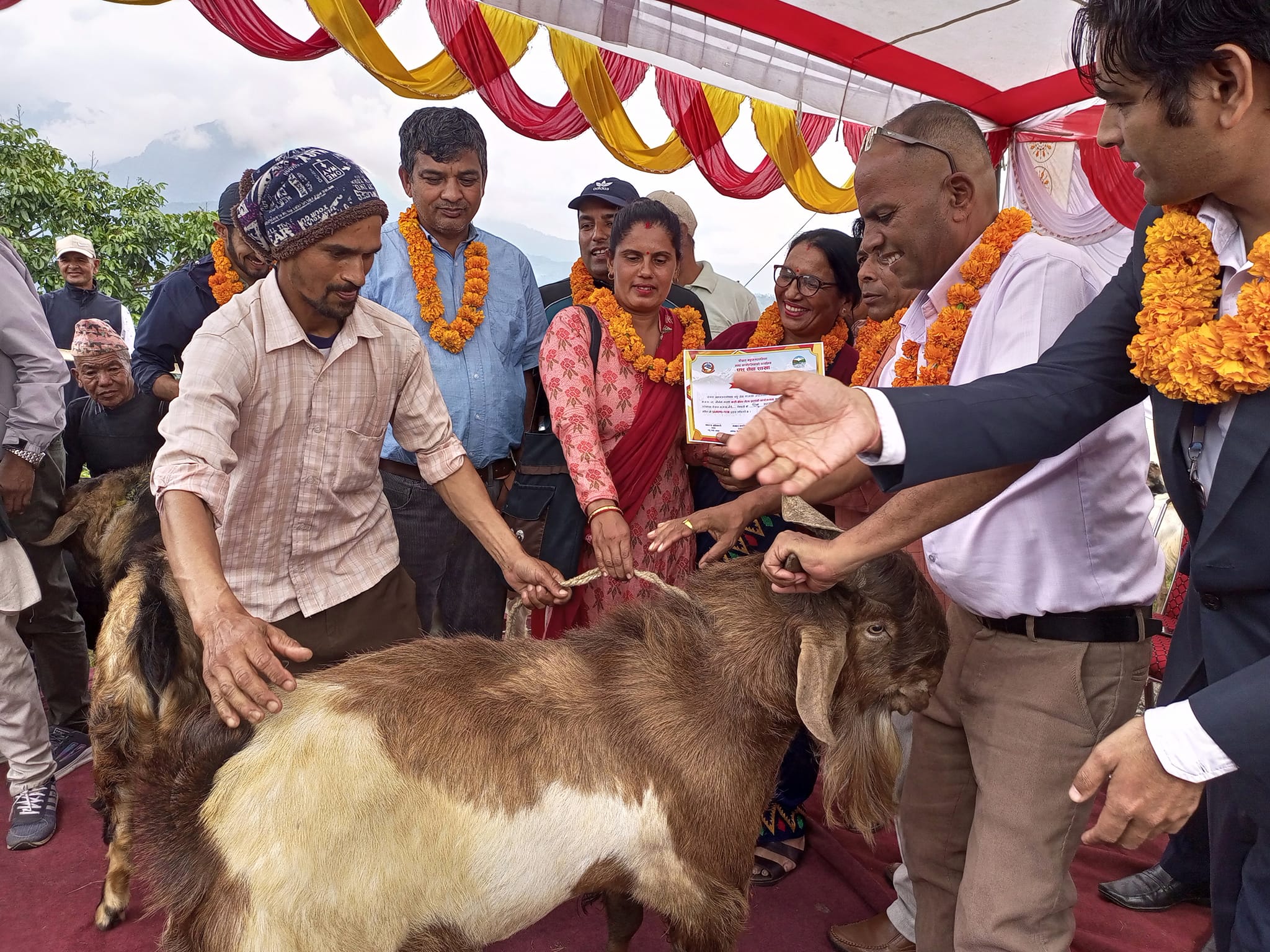 पोखरामा ७५ किलोको खसीले पायो १० हजार पुरस्कार