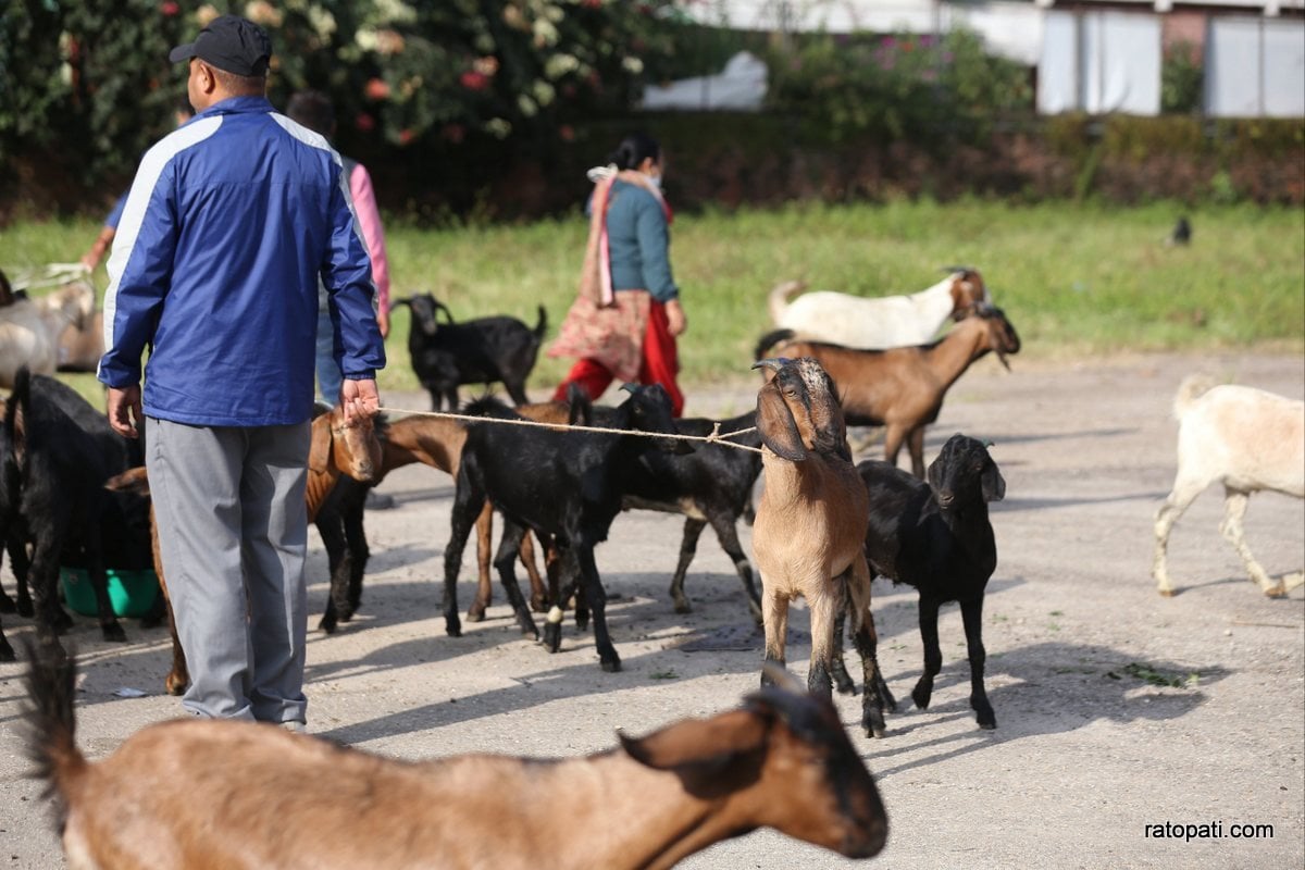 खाद्यले बिक्री गर्‍यो ५२८ खसीबोका र च्याङ्ग्रा