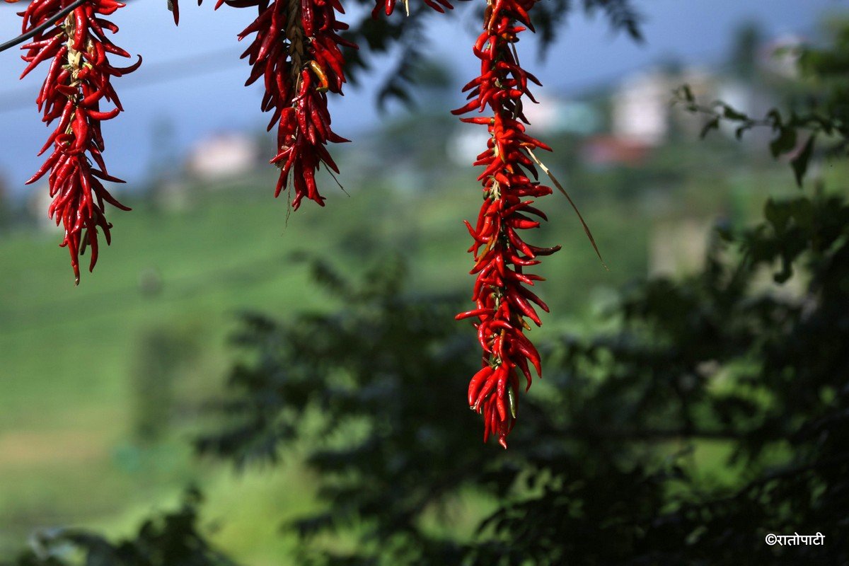 khokana khursani (4)