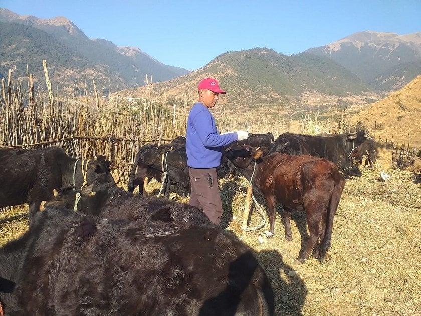 बागलुङमा दुई लाख १६ हजार पशुलाई लगाइयो खोप