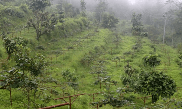   भोजपुर श्यामशिलाका अधिकांश किसान किवी खेतीमा
