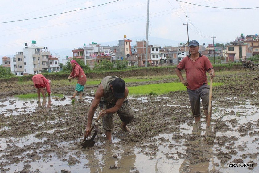 kisan (1)