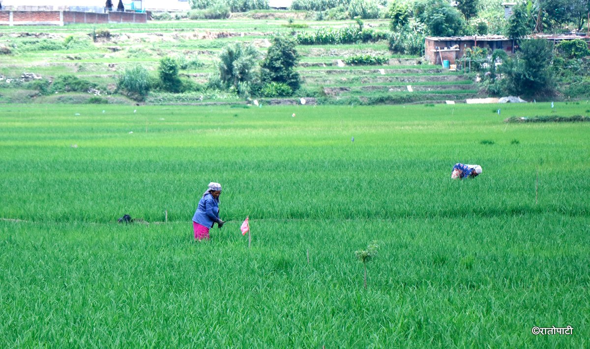 kisan agriculture (1)